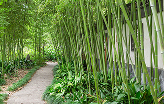 Bamboo